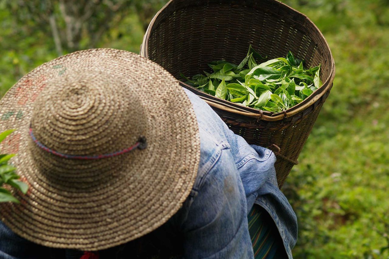 Cultivar Matcha