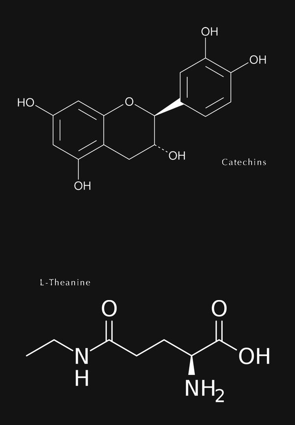Explained EGCG found in Matcha Green Tea sorate