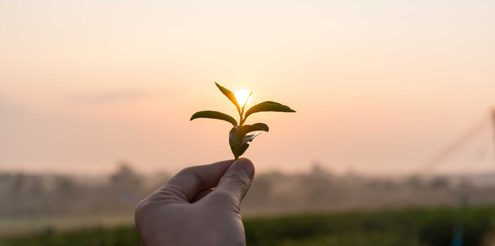 First tea harvest of the year in Uji japan