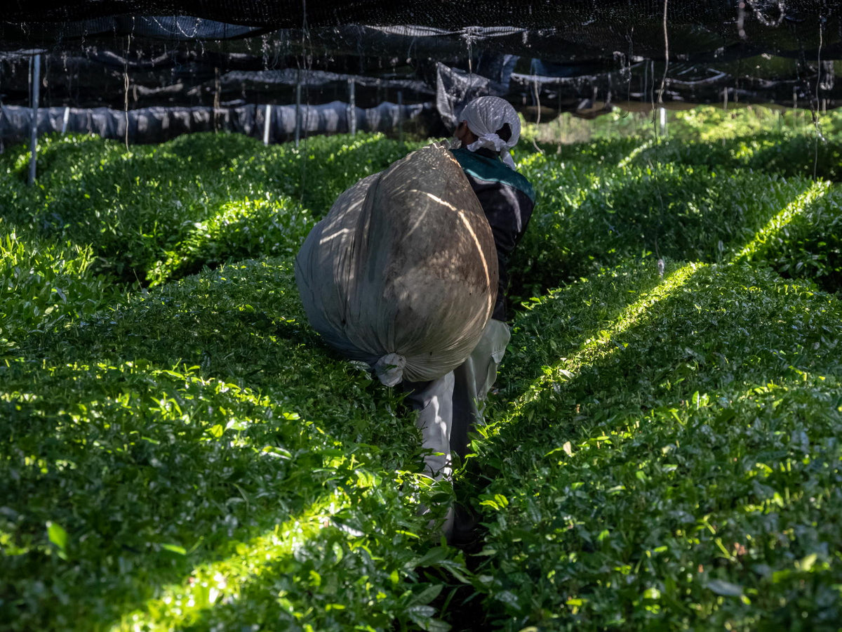 MATCHA HARVEST FRESHNESS