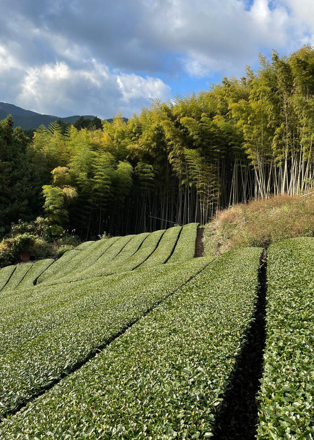 Sorate Birthplace: Uji - sorate