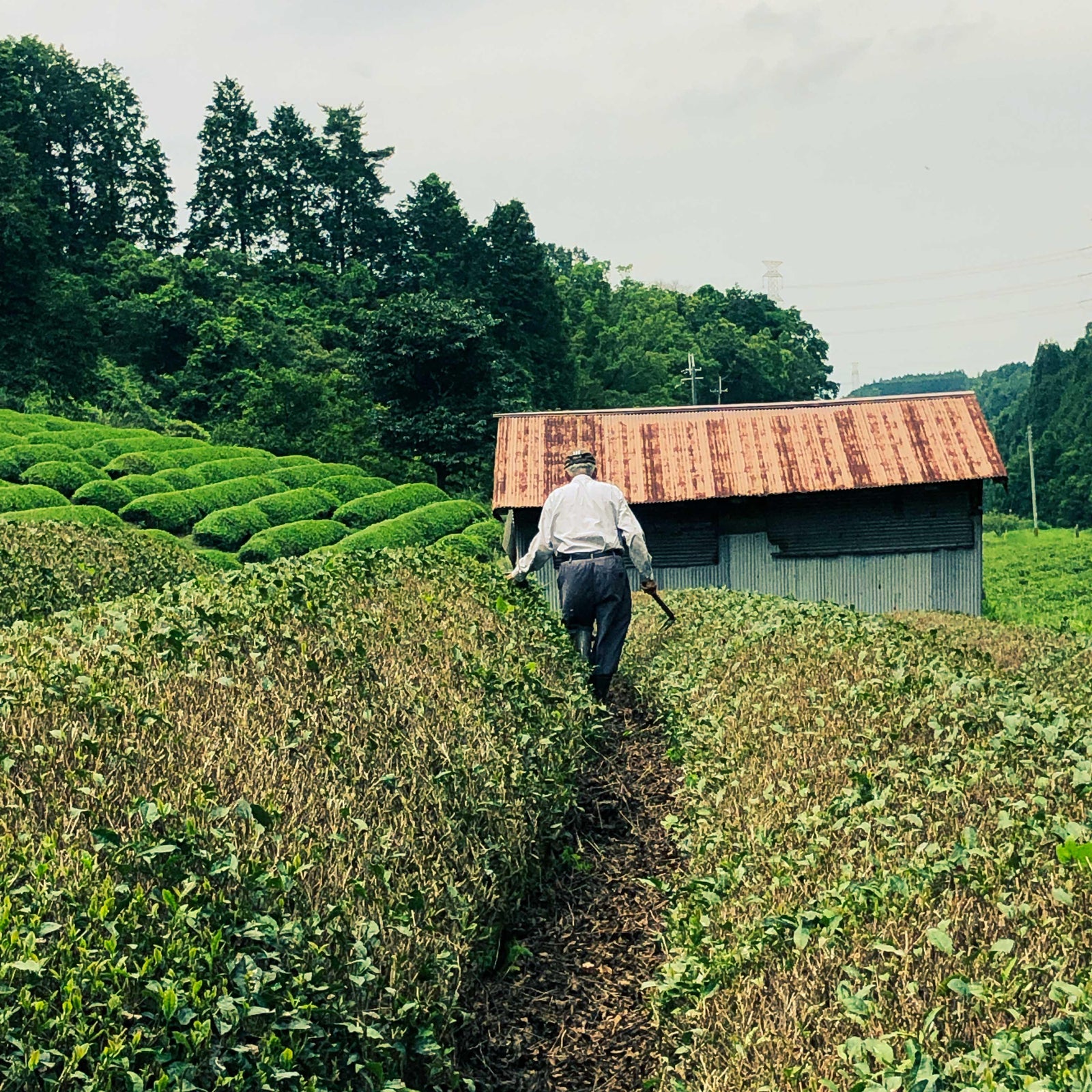 UJI TEA FESTIVAL - sorate